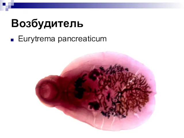 Возбудитель Eurytrema pancreaticum