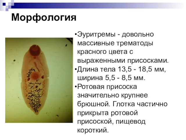 Морфология Эуритремы - довольно массивные трематоды красного цвета с выраженными присосками. Длина тела