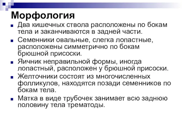 Два кишечных ствола расположены по бокам тела и заканчиваются в задней части. Семенники