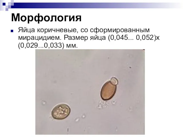 Морфология Яйца коричневые, со сформированным мирацидием. Размер яйца (0,045... 0,052)х(0,029...0,033) мм.