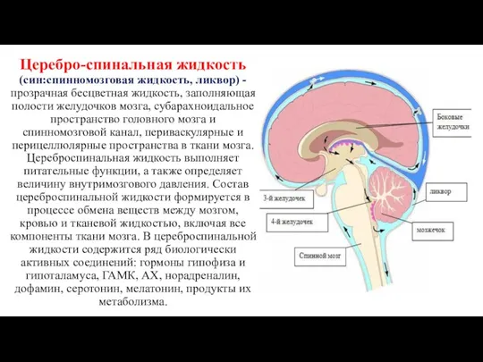 Церебро-спинальная жидкость (син:спинномозговая жидкость, ликвор) -прозрачная бесцветная жидкость, заполня­ющая полости