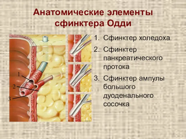 Анатомические элементы сфинктера Одди Сфинктер холедоха Сфинктер панкреатического протока Сфинктер