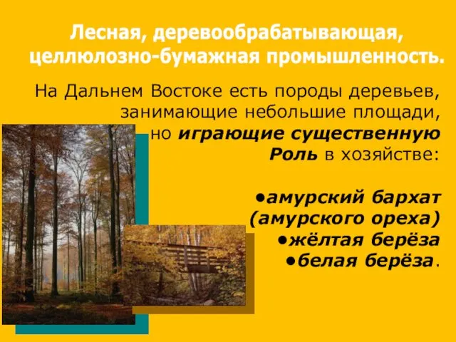 На Дальнем Востоке есть породы деревьев, занимающие небольшие площади, но