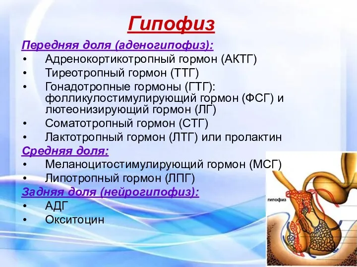 Гипофиз Передняя доля (аденогипофиз): Адренокортикотропный гормон (АКТГ) Тиреотропный гормон (ТТГ) Гонадотропные гормоны (ГТГ):