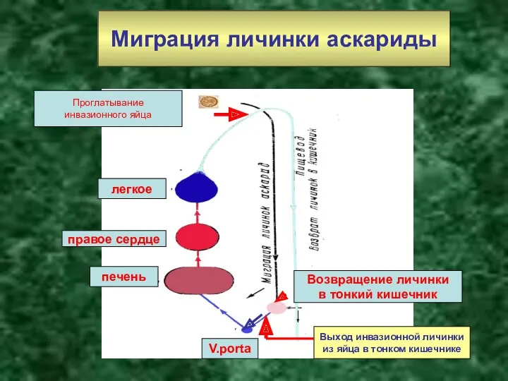 Миграция личинки аскариды Выход инвазионной личинки из яйца в тонком