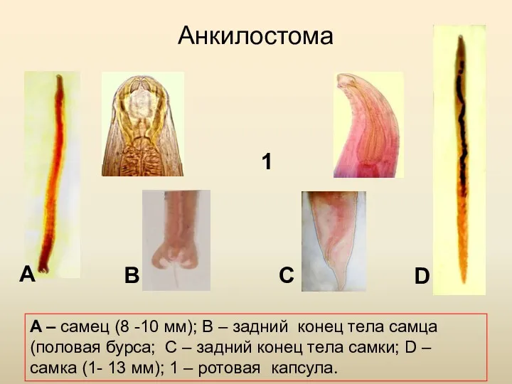 Анкилостома A B D C 1 A – самец (8