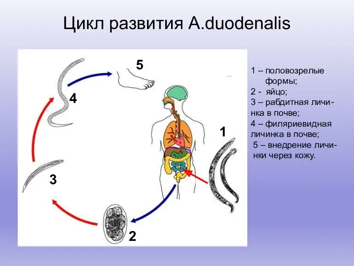 Цикл развития A.duodenalis 1 3 2 5 4 1 –