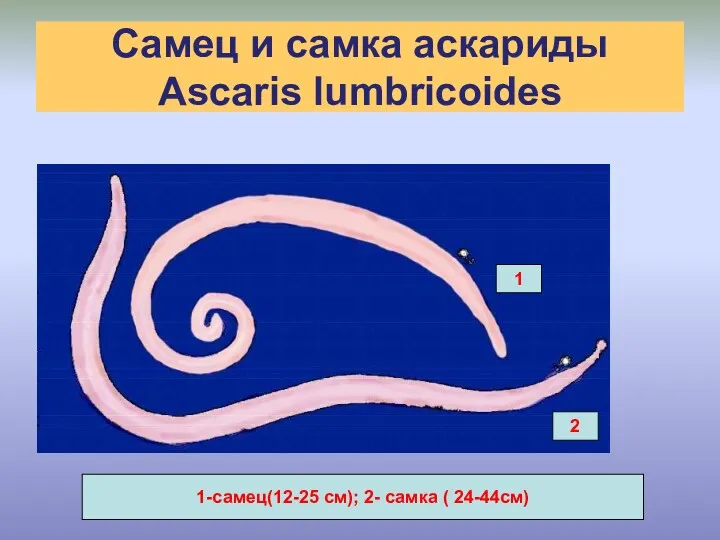 Самец и самка аскариды Ascaris lumbricoides 1 2 1-самец(12-25 см); 2- самка ( 24-44см) 2 1