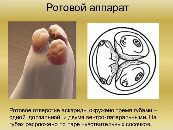 Ротовой аппарат Ротовое отверстие аскариды окружено тремя губами – одной