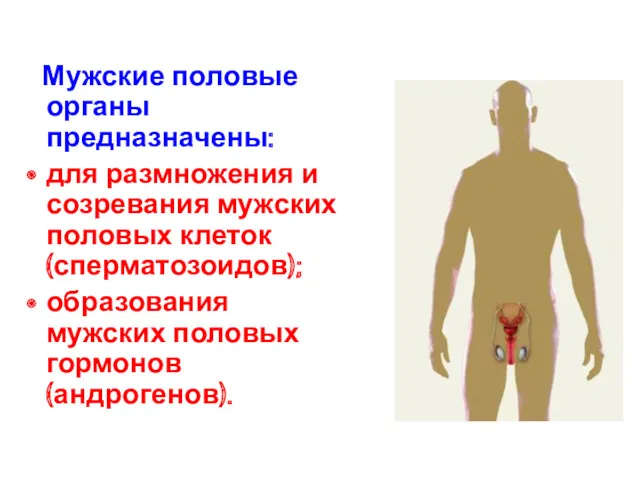 Мужские половые органы предназначены: для размножения и созревания мужских половых