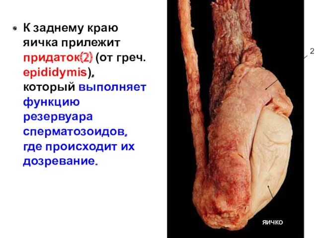 К заднему краю яичка прилежит придаток(2) (от греч. epididymis), который