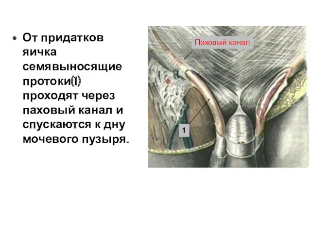 От придатков яичка семявыносящие протоки(1) проходят через паховый канал и