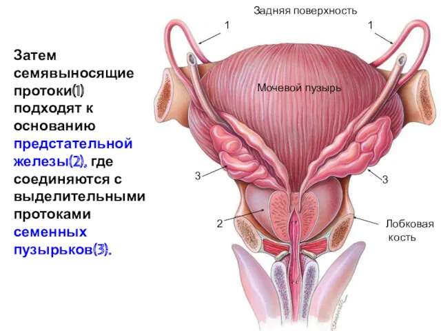 Затем семявыносящие протоки(1) подходят к основанию предстательной железы(2), где соединяются