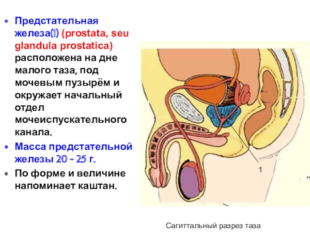 Предстательная железа(1) (prostata, seu glandula prostatica) расположена на дне малого