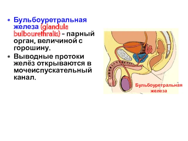 Бульбоуретральная железа (glandula bulbourethralis) - парный орган, величиной с горошину.
