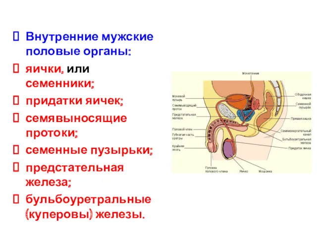 Внутренние мужские половые органы: яички, или семенники; придатки яичек; семявыносящие