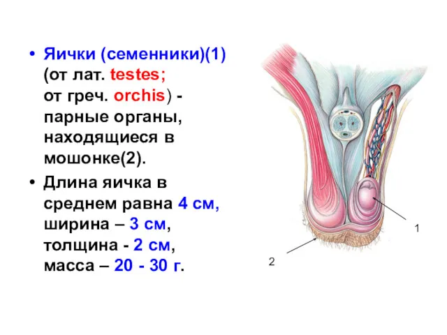 Яички (семенники)(1) (от лат. testes; от греч. orchis) - парные