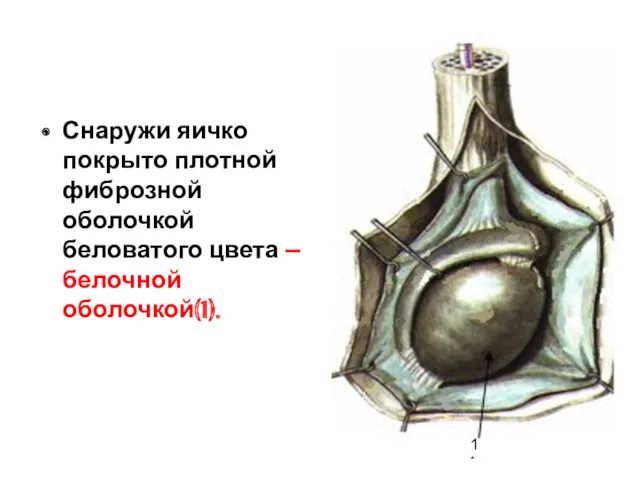 Снаружи яичко покрыто плотной фиброзной оболочкой беловатого цвета – белочной оболочкой(1). 1