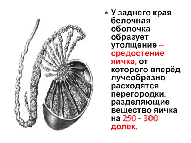 У заднего края белочная оболочка образует утолщение – средостение яичка,