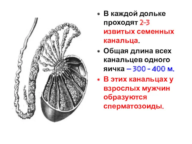 В каждой дольке проходят 2-3 извитых семенных канальца. Общая длина