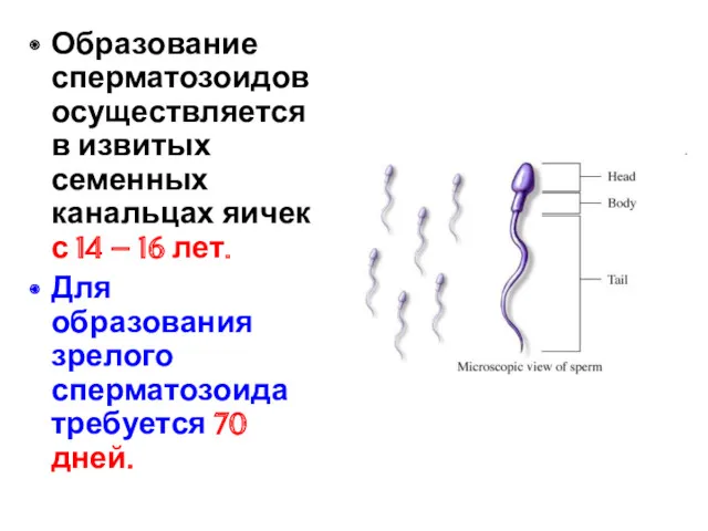 Образование сперматозоидов осуществляется в извитых семенных канальцах яичек с 14