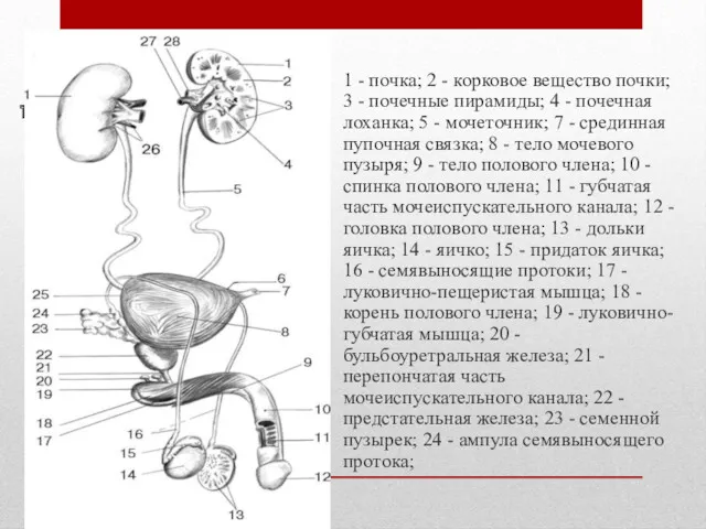 трубки. 1 - почка; 2 - корковое вещество почки; 3