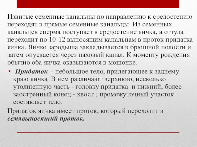 Извитые семенные канальцы по направлению к средостению переходят в прямые