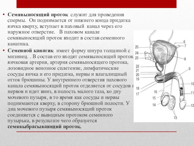 Семявыносящий проток служит для проведения спермы. Он поднимается от нижнего