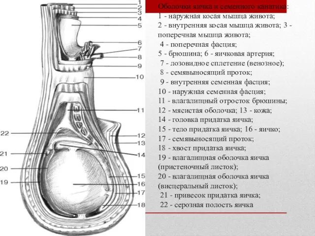 Оболочки яичка и семенного канатика: 1 - наружная косая мышца