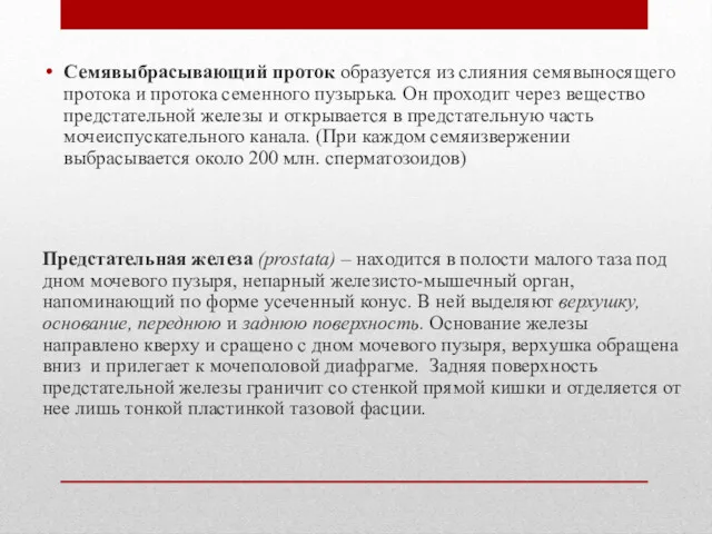 Семявыбрасывающий проток образуется из слияния семявыносящего протока и протока семенного