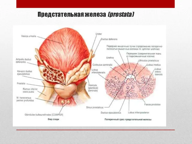 Предстательная железа (prostata)