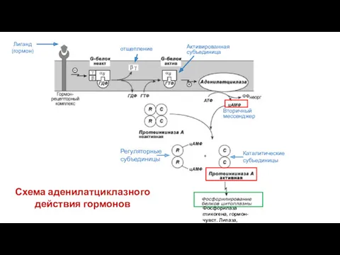 Схема аденилатциклазного действия гормонов отщепление Лиганд (гормон) Активированная субъединица Вторичный
