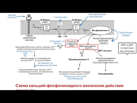 (Арахидоновая кислота) Схема кальций-фосфолипидного механизма действия гормонов отщепление Лиганд (гормон)