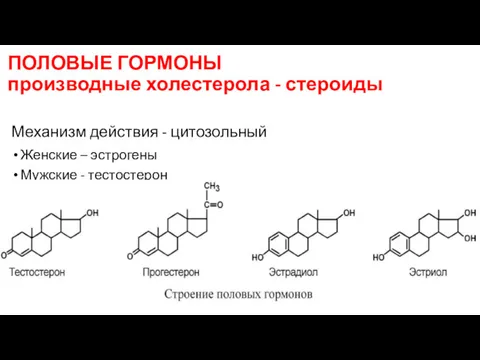 ПОЛОВЫЕ ГОРМОНЫ производные холестерола - стероиды Женские – эстрогены Мужские - тестостерон Механизм действия - цитозольный