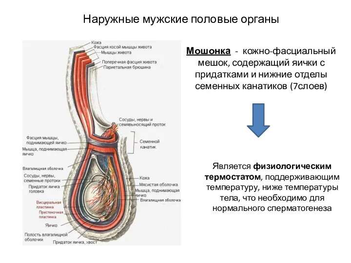 Наружные мужские половые органы Мошонка - кожно-фасциальный мешок, содержащий яички