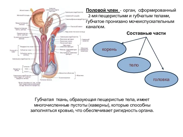 Половой член - орган, сформированный 2-мя пещеристыми и губчатым телами,