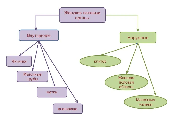 Женские половые органы Внутренние Наружные Яичники Маточные трубы матка влагалище клитор Молочные железы Женская половая область