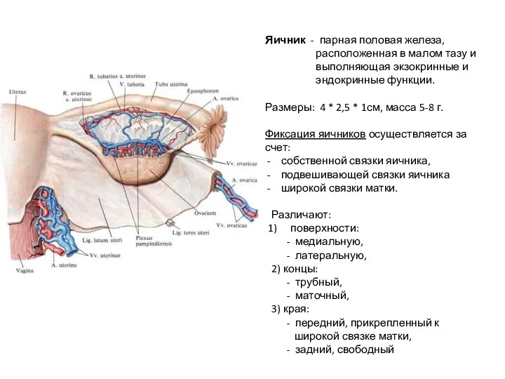 Яичник - парная половая железа, расположенная в малом тазу и