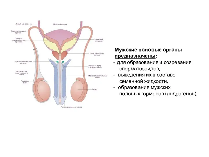 Мужские половые органы предназначены: для образования и созревания сперматозоидов, выведения