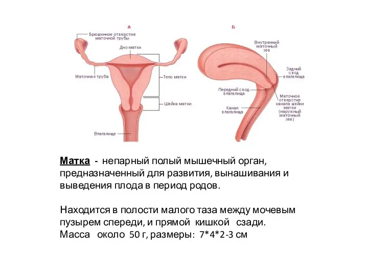 Матка - непарный полый мышечный орган, предназначенный для развития, вынашивания