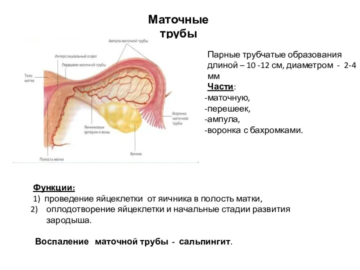 Маточные трубы Парные трубчатые образования длиной – 10 -12 см,