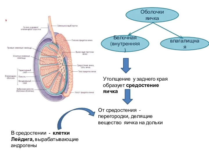 Оболочки яичка Белочная (внутренняя) влагалищная Утолщение у заднего края образует