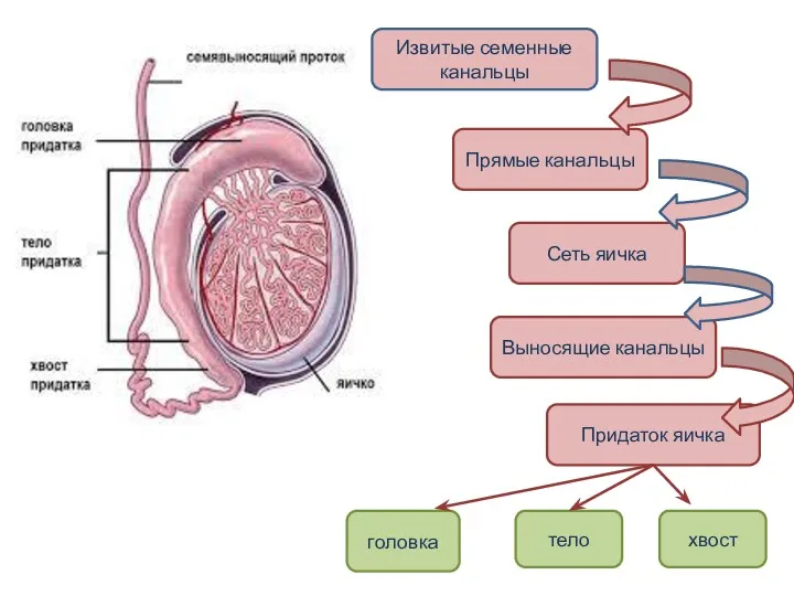 Извитые семенные канальцы Прямые канальцы Выносящие канальцы Сеть яичка Придаток яичка головка тело хвост