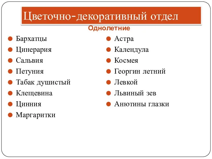 Цветочно-декоративный отдел Однолетние Бархатцы Цинерария Сальвия Петуния Табак душистый Клещевина