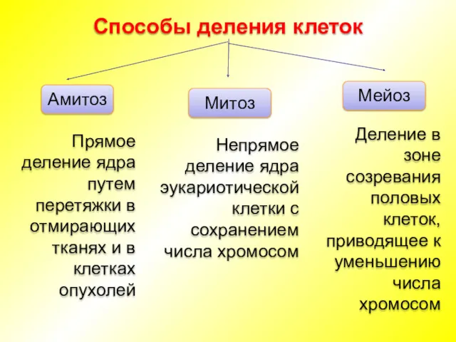 Амитоз Митоз Мейоз Прямое деление ядра путем перетяжки в отмирающих