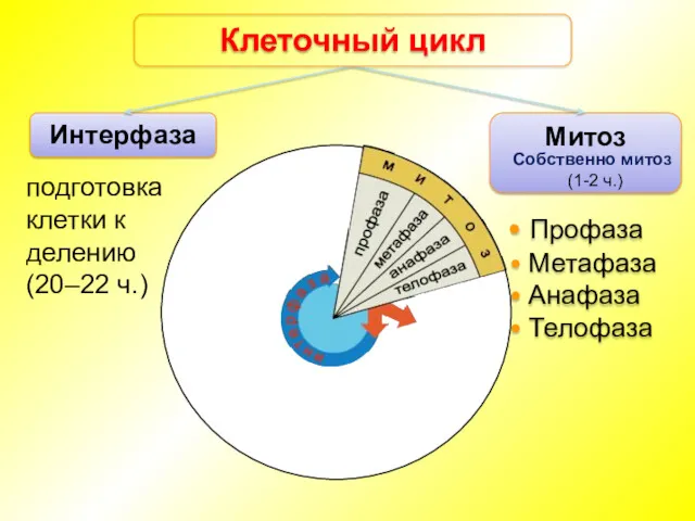 Интерфаза Митоз Клеточный цикл Профаза Метафаза Анафаза Телофаза подготовка клетки