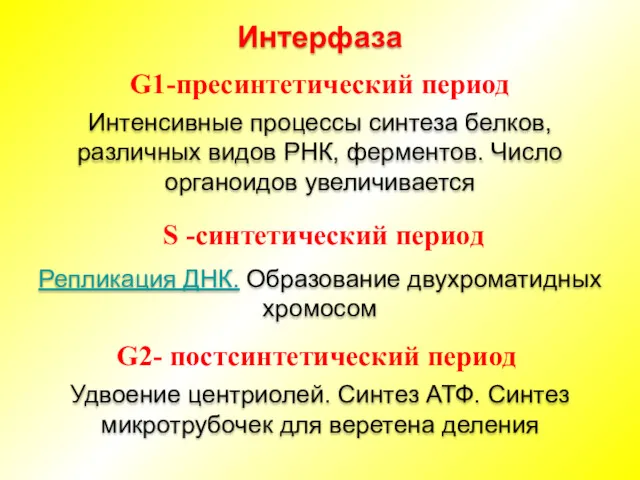 Интерфаза G1-пресинтетический период Интенсивные процессы синтеза белков, различных видов РНК,