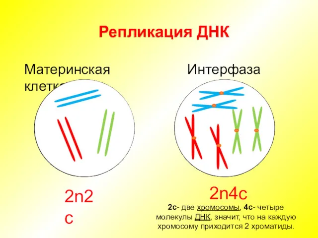Репликация ДНК Материнская клетка Интерфаза 2n2c 2n4c 2с- две хромосомы,
