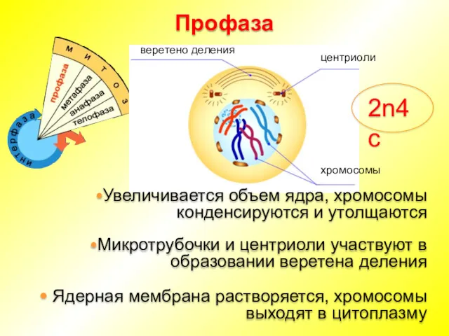 Профаза Микротрубочки и центриоли участвуют в образовании веретена деления хромосомы