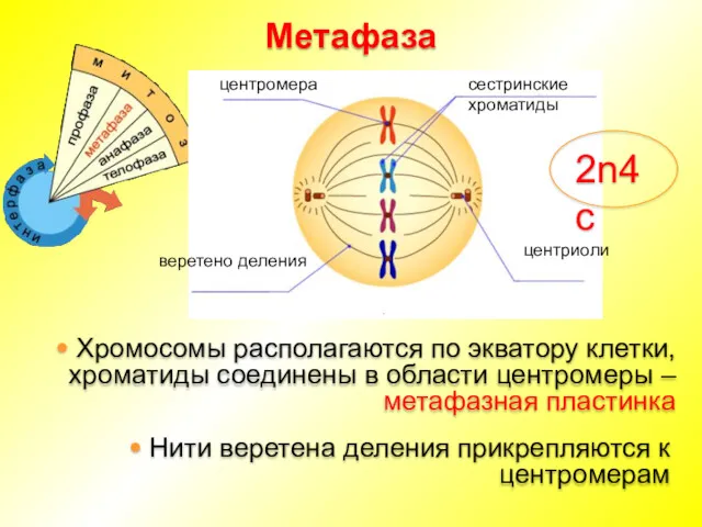 Метафаза центромера сестринские хроматиды центриоли веретено деления Хромосомы располагаются по